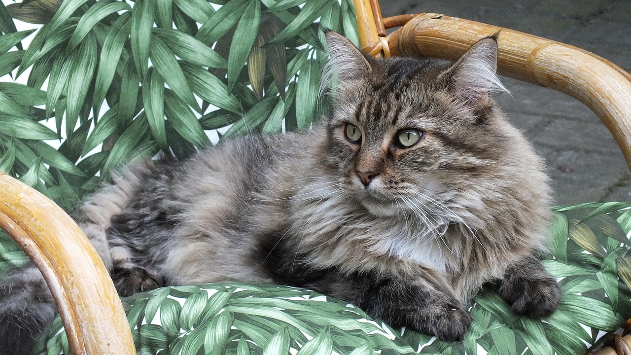 猫可以交保险吗!猫可以买医疗保险吗 猫可以交保险吗!猫可以买医疗保险吗