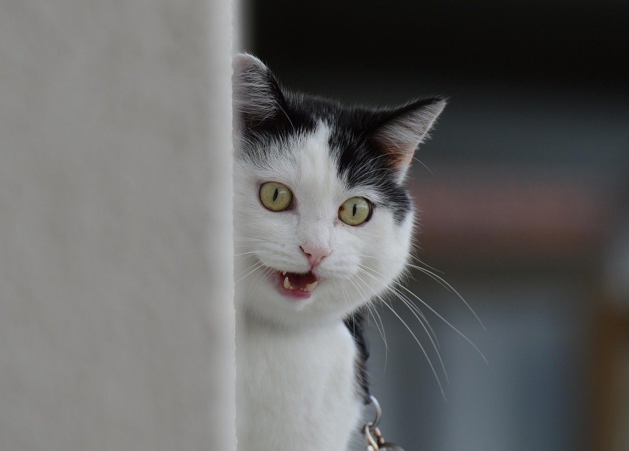 猫可以交保险吗!猫可以买医疗保险吗 猫可以交保险吗!猫可以买医疗保险吗