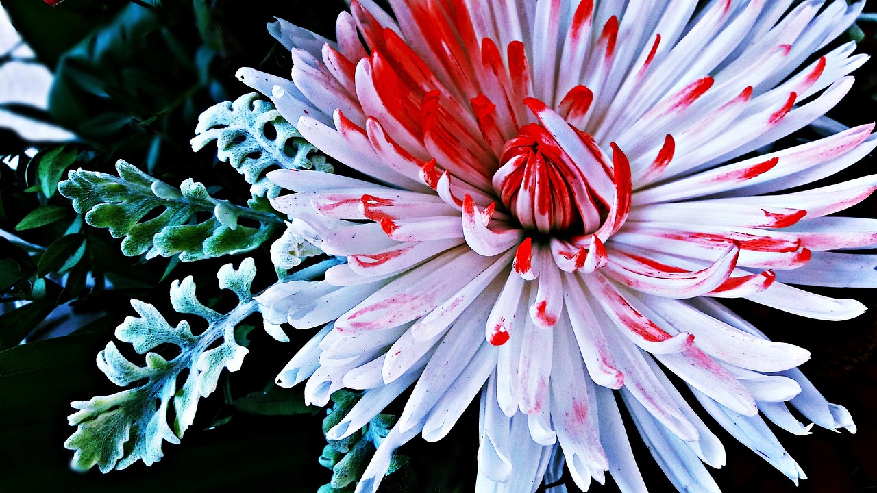 青州花卉花厅,绽放的色彩与文化的交响 青州花卉花厅,绽放的色彩与文化的交响