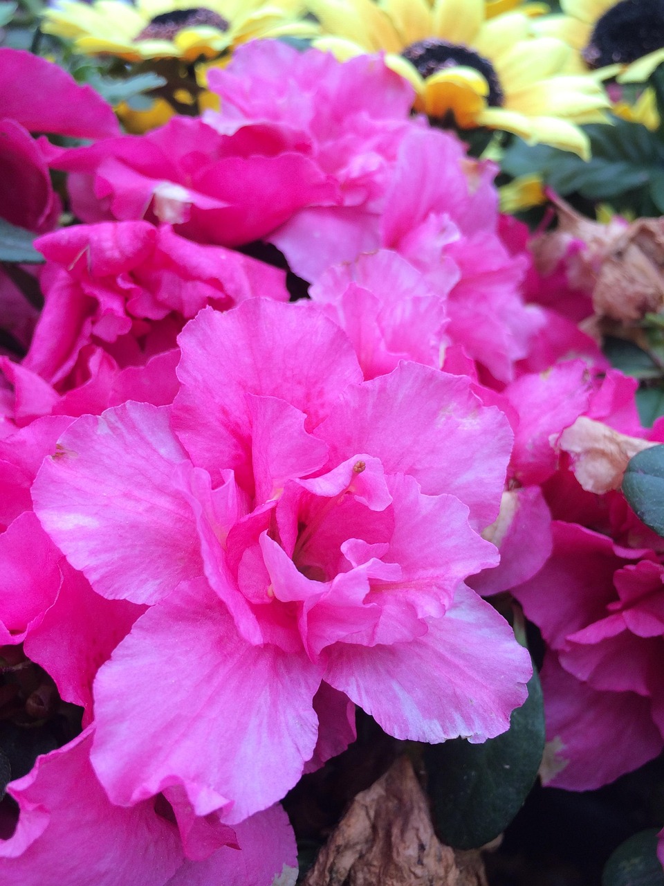 青州花卉花厅,绽放的色彩与文化的交响 青州花卉花厅,绽放的色彩与文化的交响