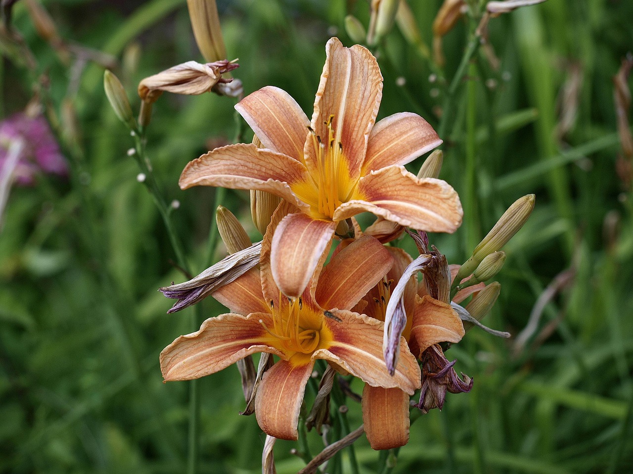 虎耳兰花卉/虎耳兰花图片 虎耳兰花卉/虎耳兰花图片