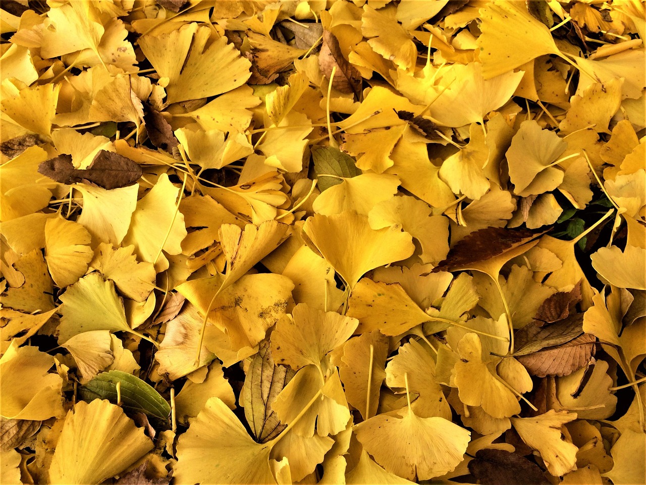 花卉一县一特验收标准!
