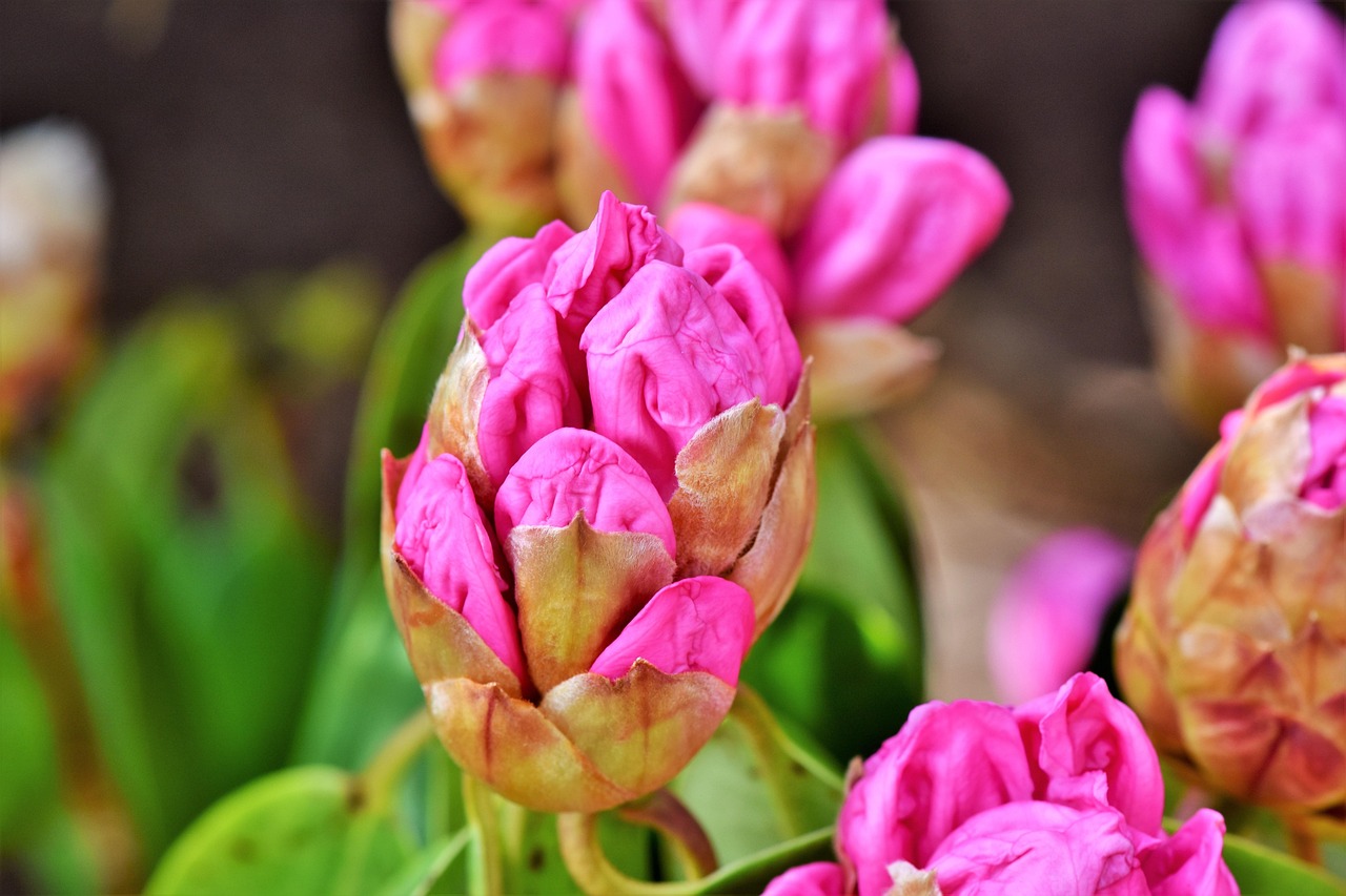 木本花卉价格!木本花卉价格排名 木本花卉价格!木本花卉价格排名