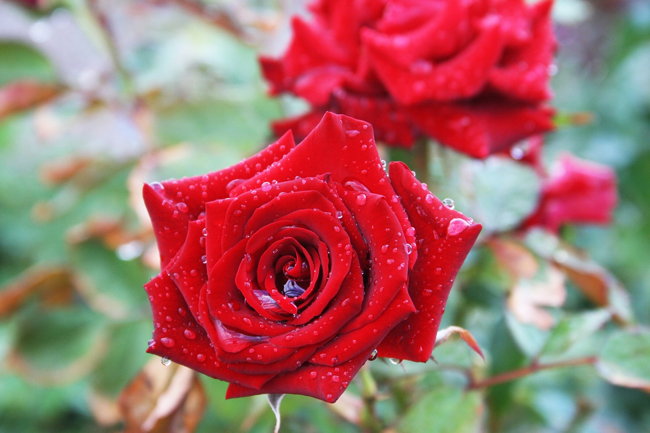 木本花卉价格!木本花卉价格排名 木本花卉价格!木本花卉价格排名