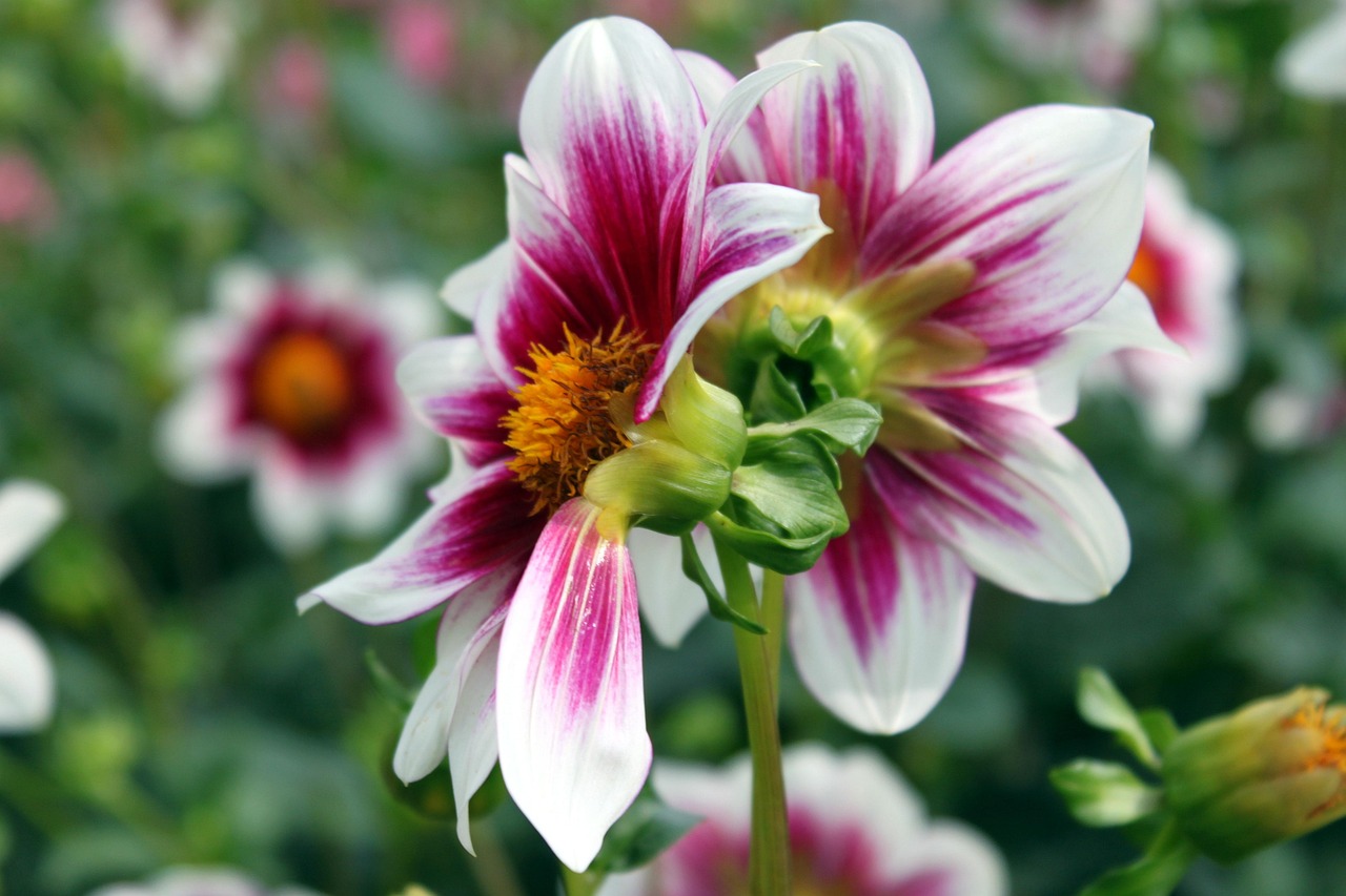 七七花卉?七七芽的花有什么用处