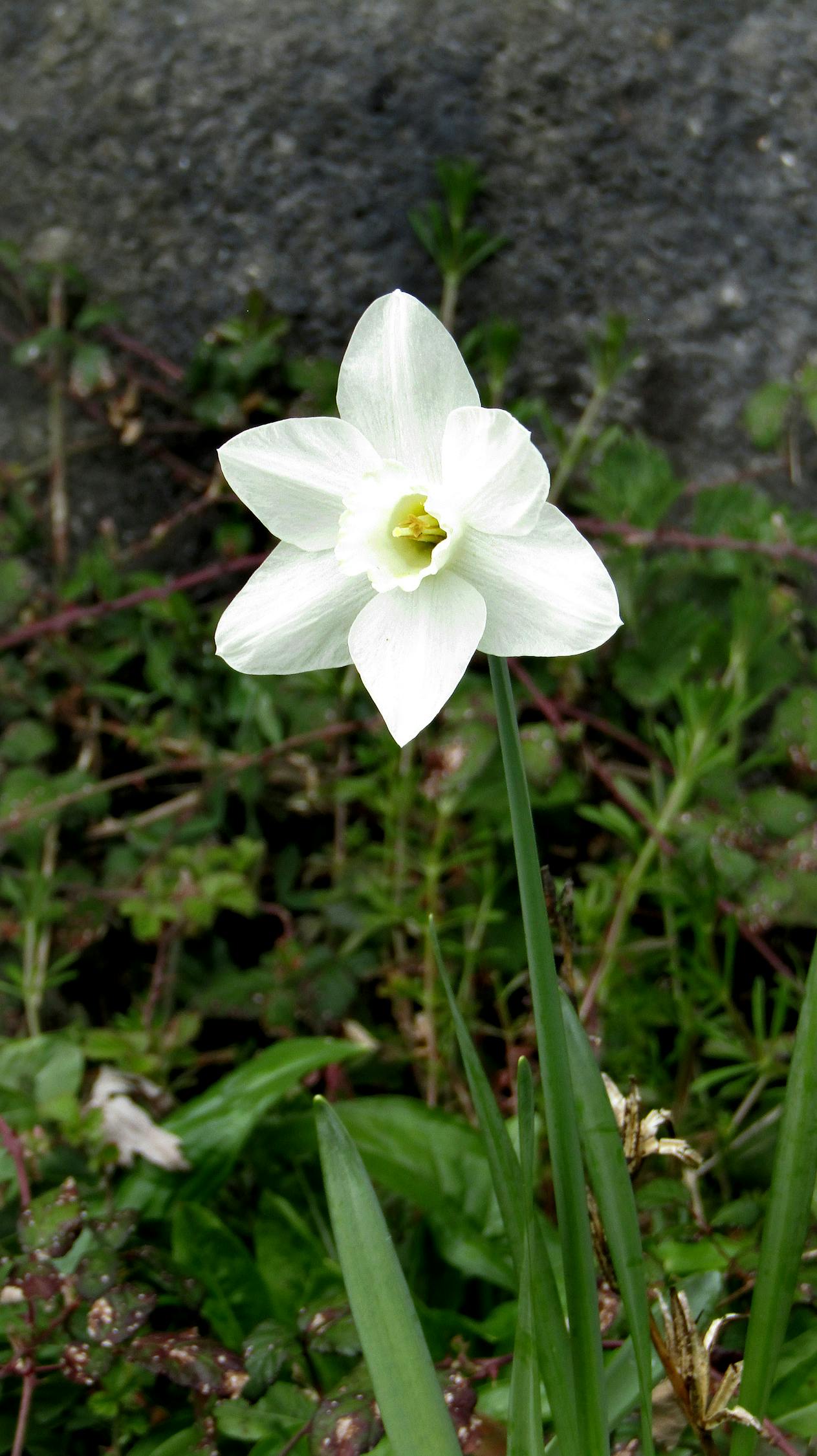 七七花卉?七七芽的花有什么用处