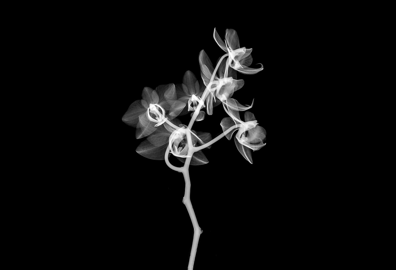 兰花，幽香中的艺术大师