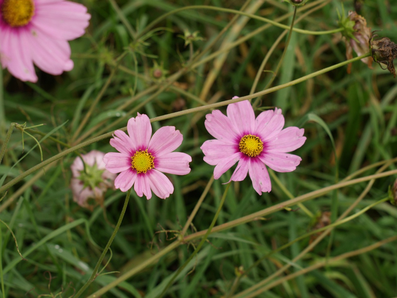 探秘石岐花卉基地,自然之美的绿色画卷 探秘石岐花卉基地,自然之美的绿色画卷