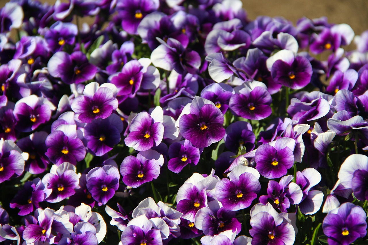 方城园艺花卉 [方城花卉市场在哪]