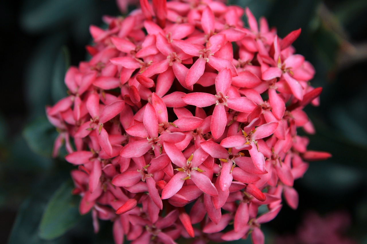 花卉飘香图片,飘香花花语 花卉飘香图片,飘香花花语