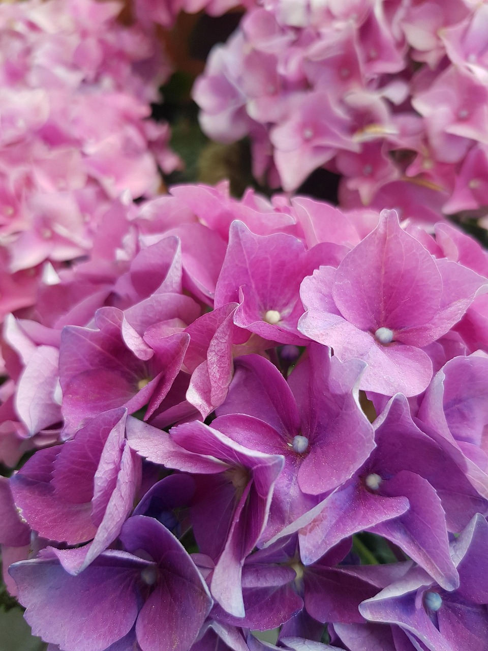 花卉飘香图片,飘香花花语 花卉飘香图片,飘香花花语