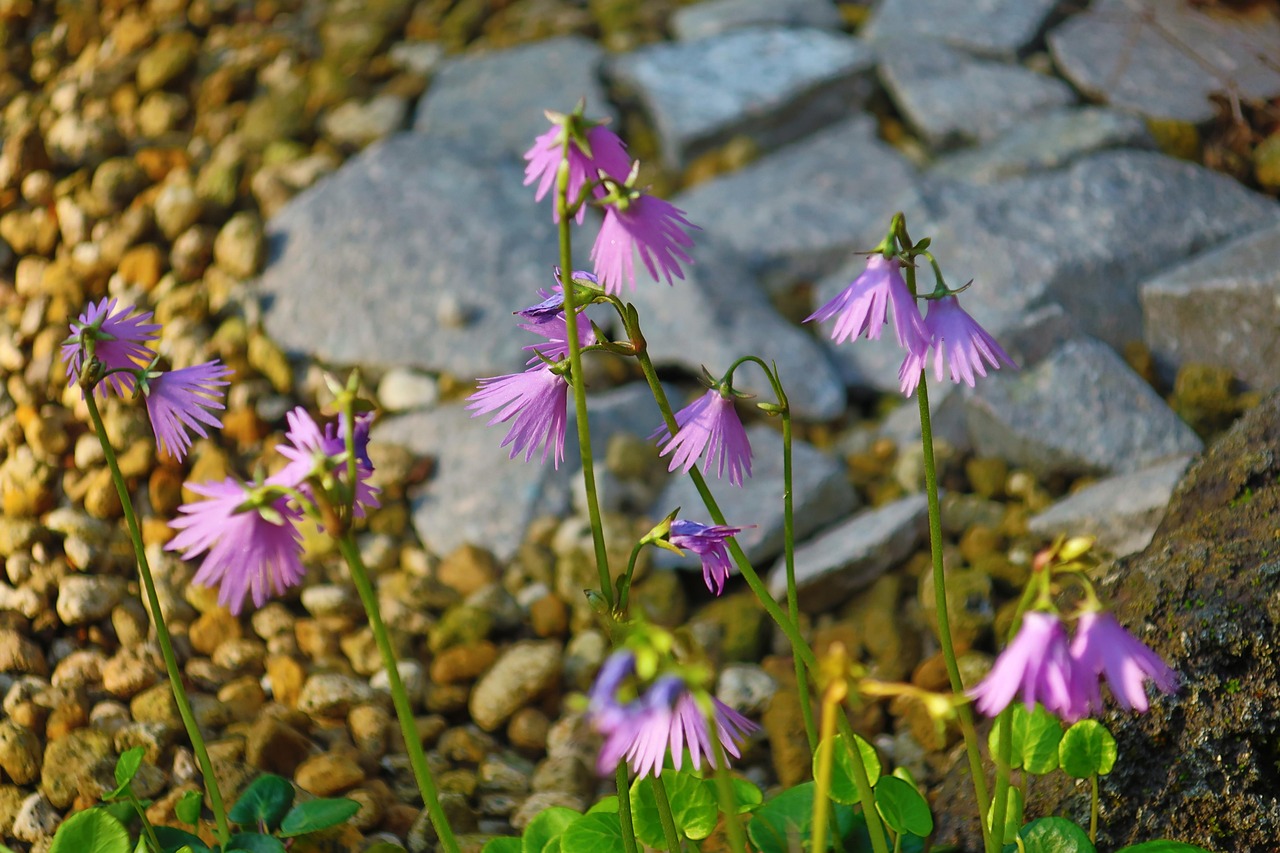 石家庄，大盆花卉的批发之都