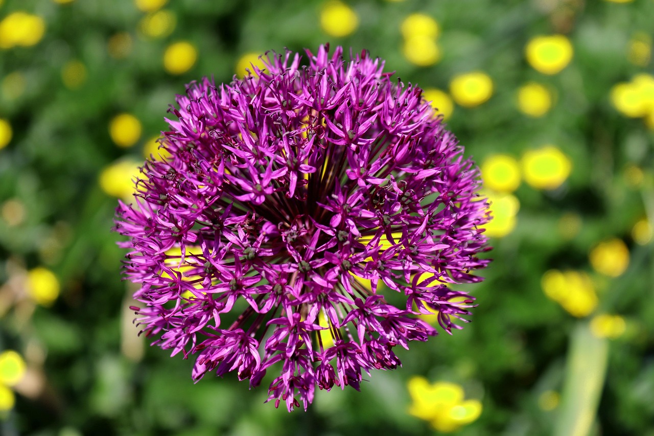 花开未来,花都早教与红黄蓝的共舞 花开未来,花都早教与红黄蓝的共舞