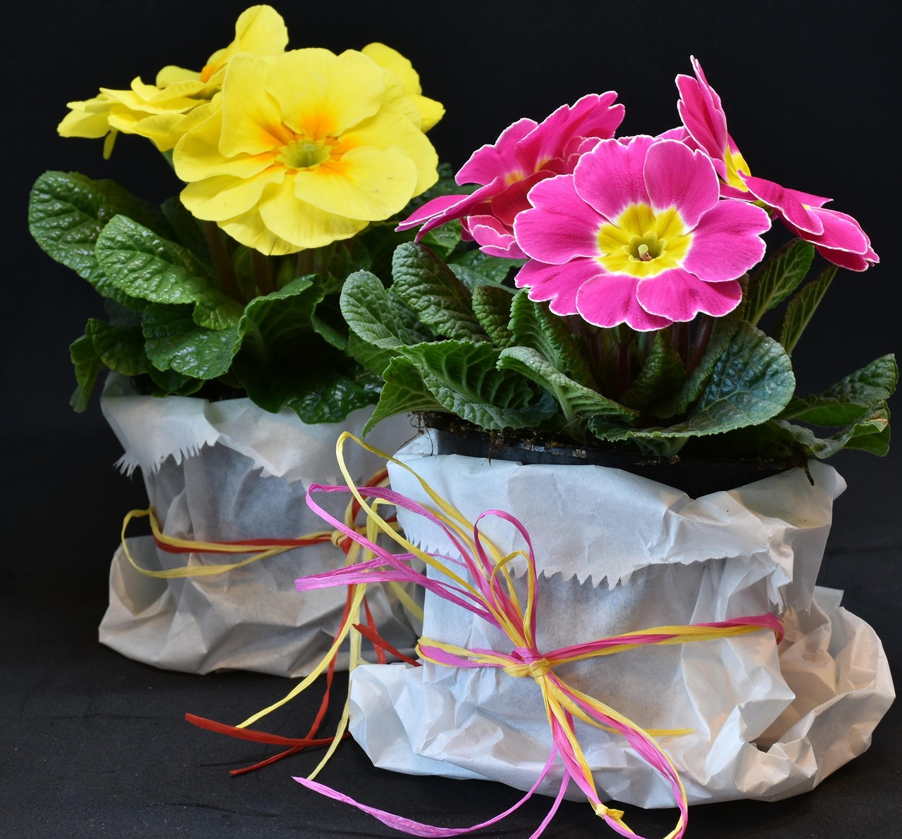 国内现代花卉 [国内现代花卉发展现状]