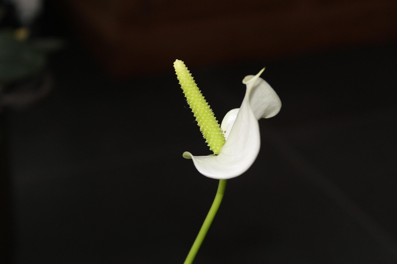 室内花卉习性/室内花卉介绍 室内花卉习性/室内花卉介绍
