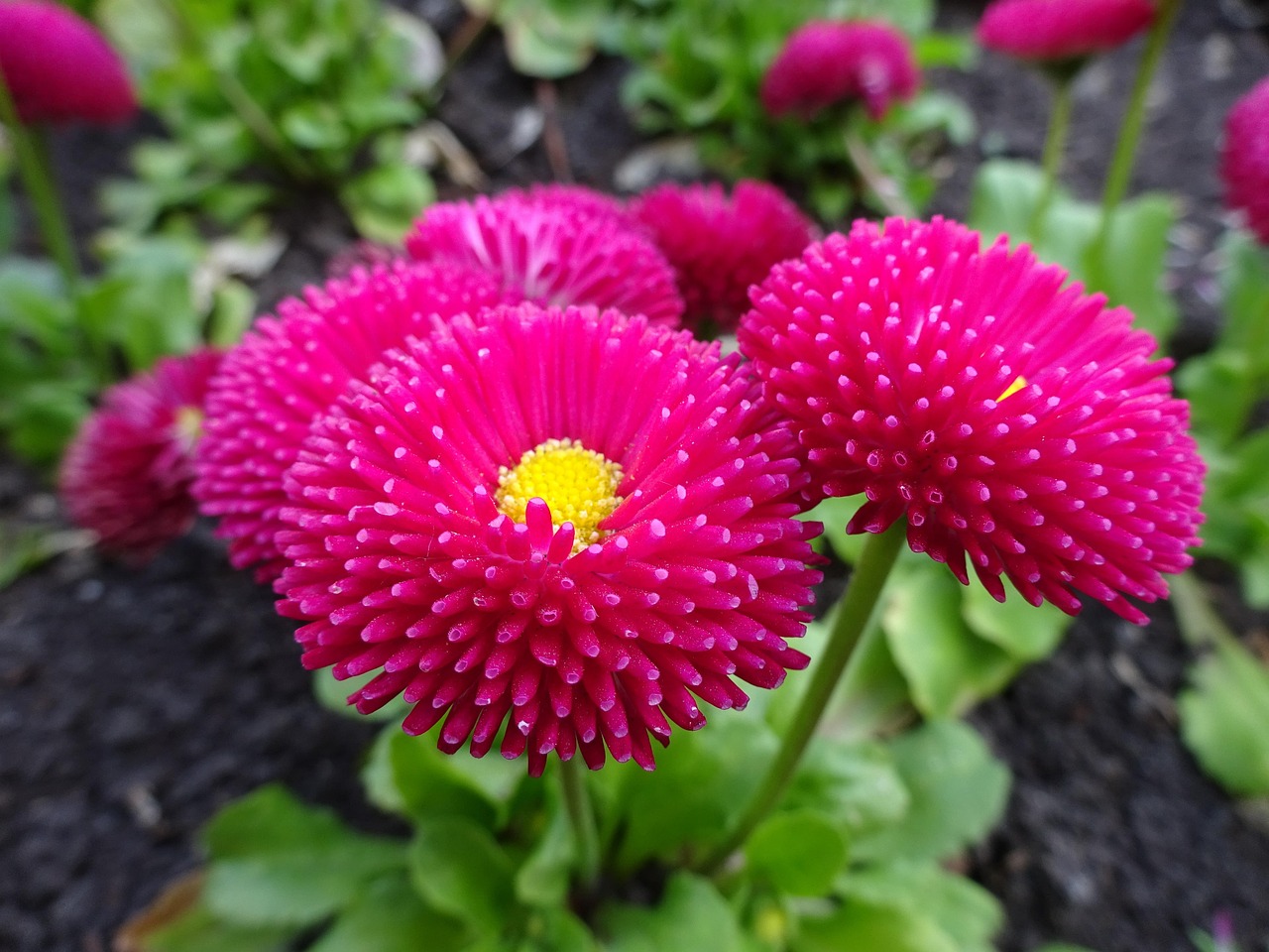 花卉长白粘?花上长满粘粘的白色 花卉长白粘?花上长满粘粘的白色