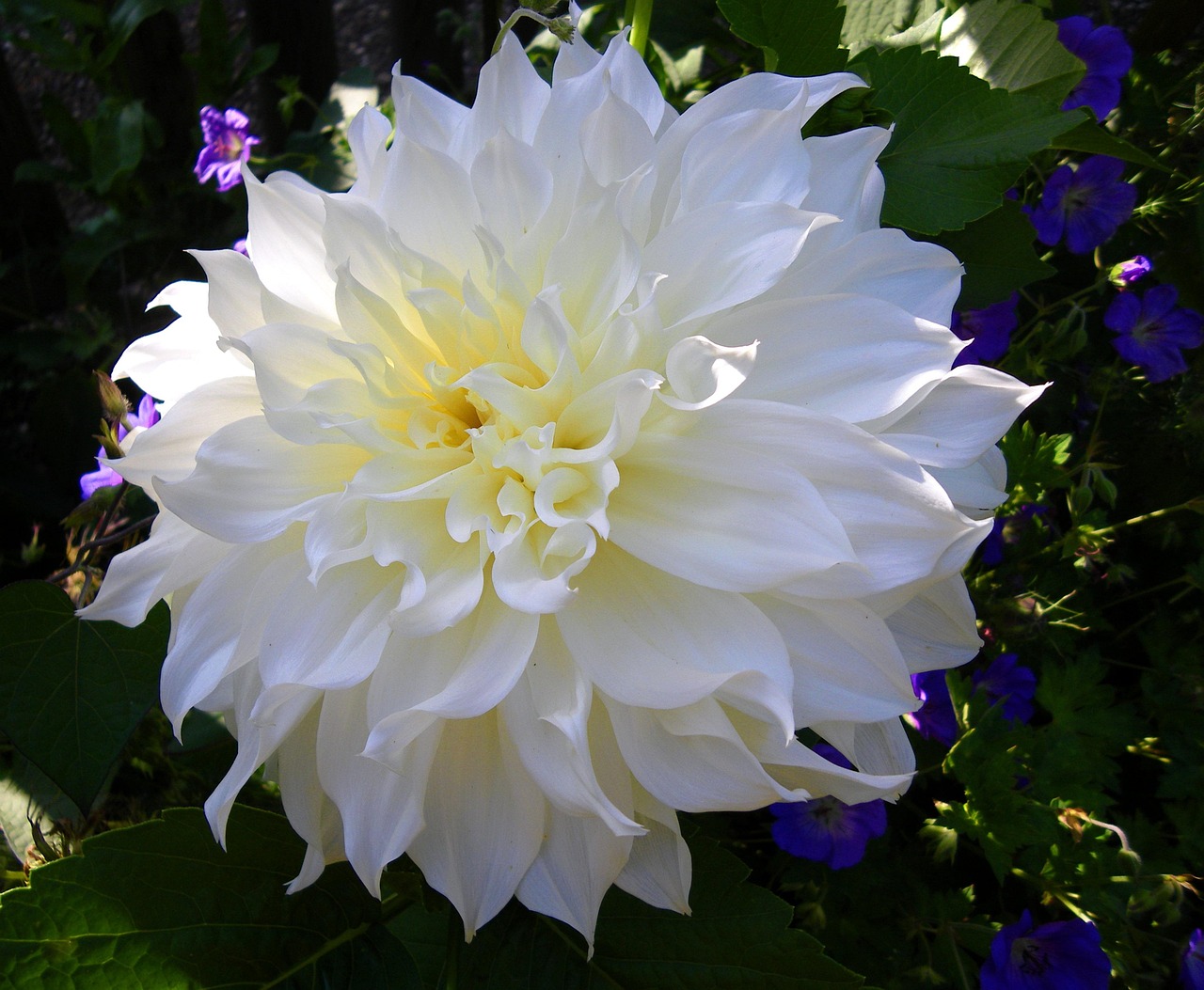花卉长白粘?花上长满粘粘的白色 花卉长白粘?花上长满粘粘的白色