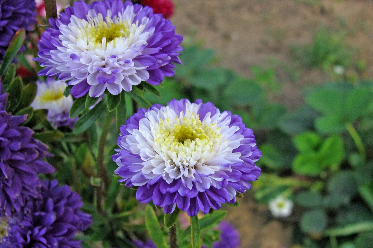 耐寒花卉有哪些花卉?耐寒花种类 耐寒花卉有哪些花卉?耐寒花种类