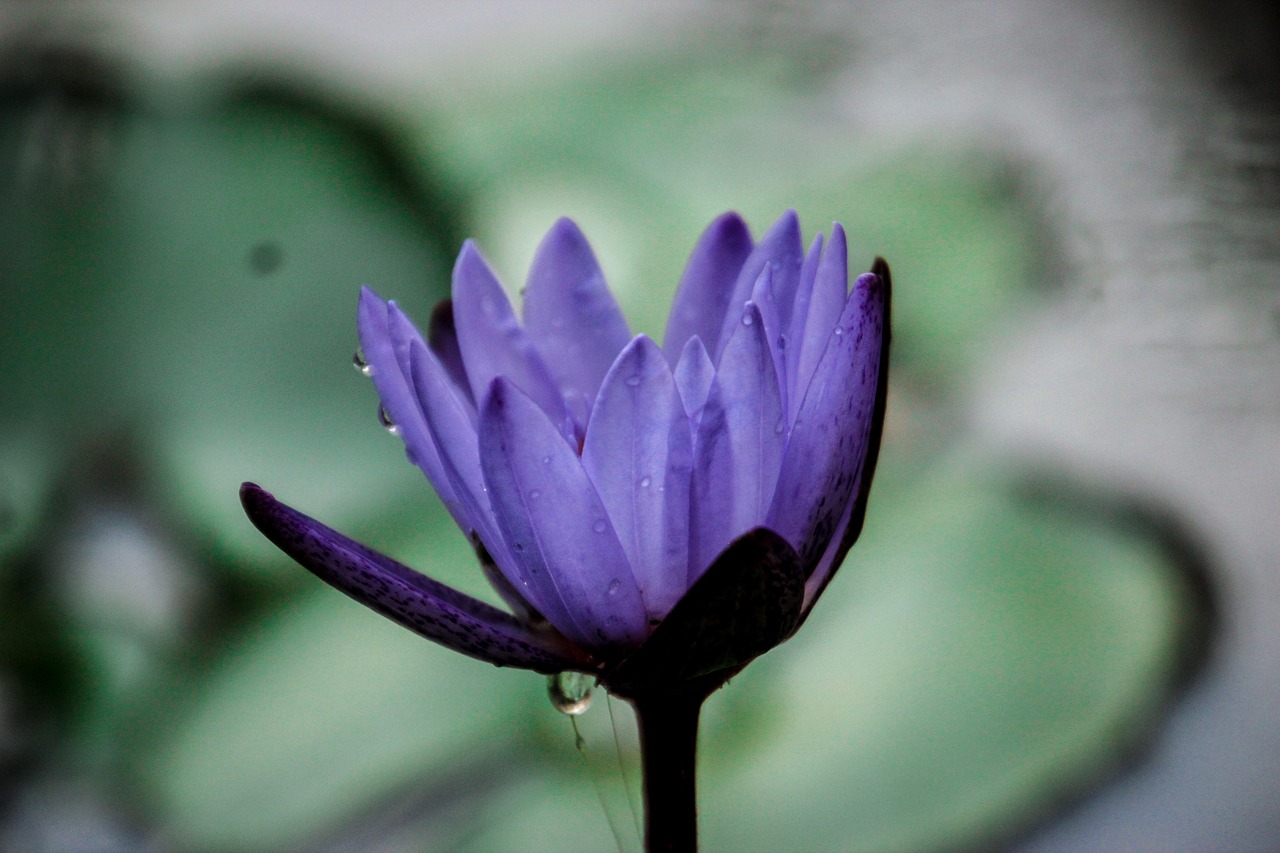 江津花卉基地/江津花卉基地在哪里 江津花卉基地/江津花卉基地在哪里