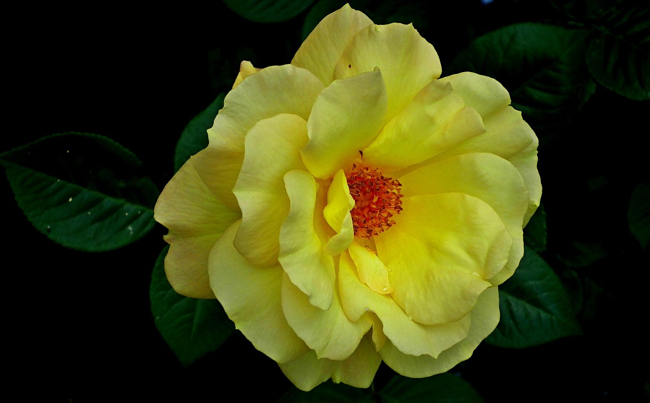 红壤花卉,书法心字写法