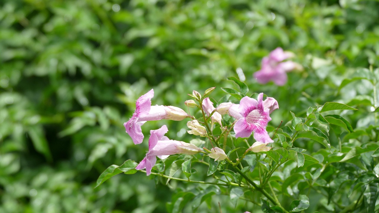 花卉大全hujielan,花卉大全300种 花卉大全hujielan,花卉大全300种