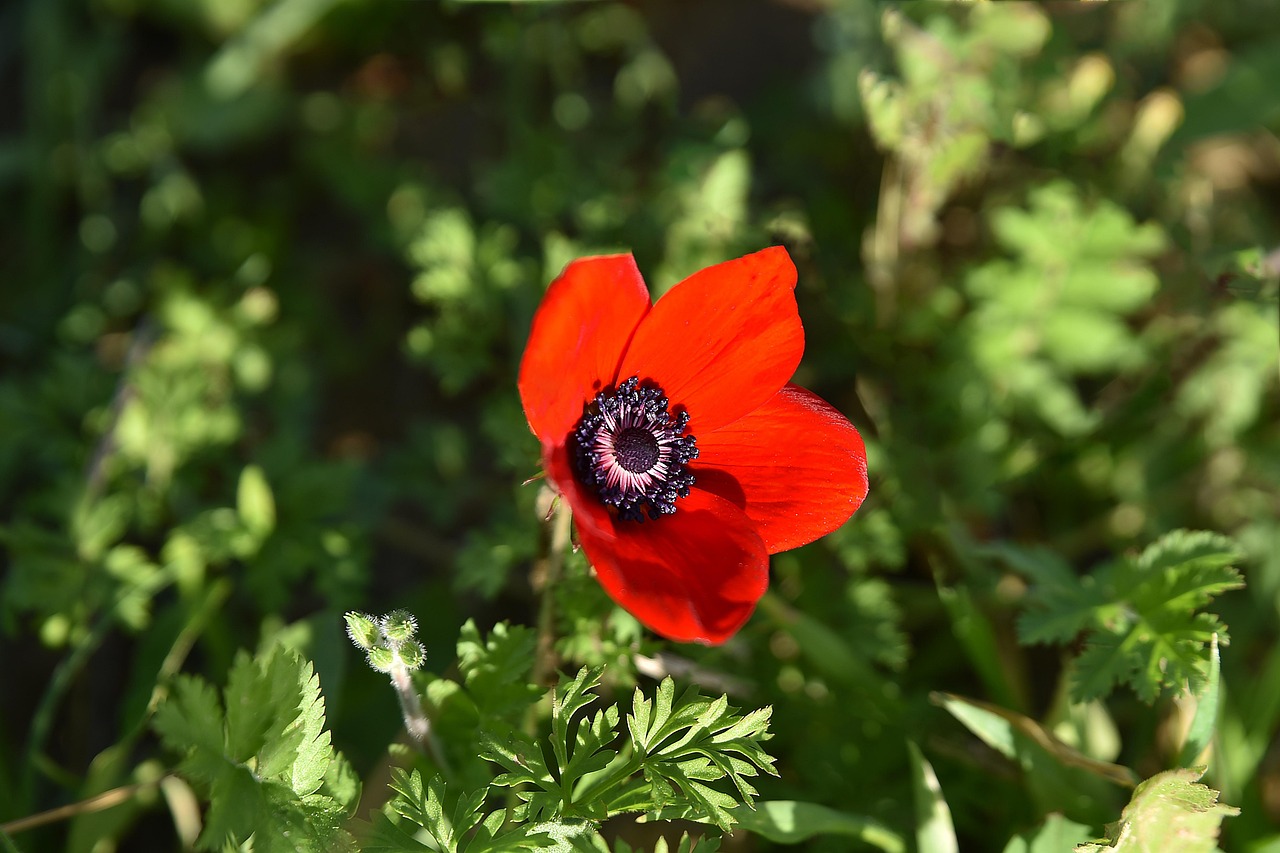 农村花卉基质怎么做的,花卉基质的配置