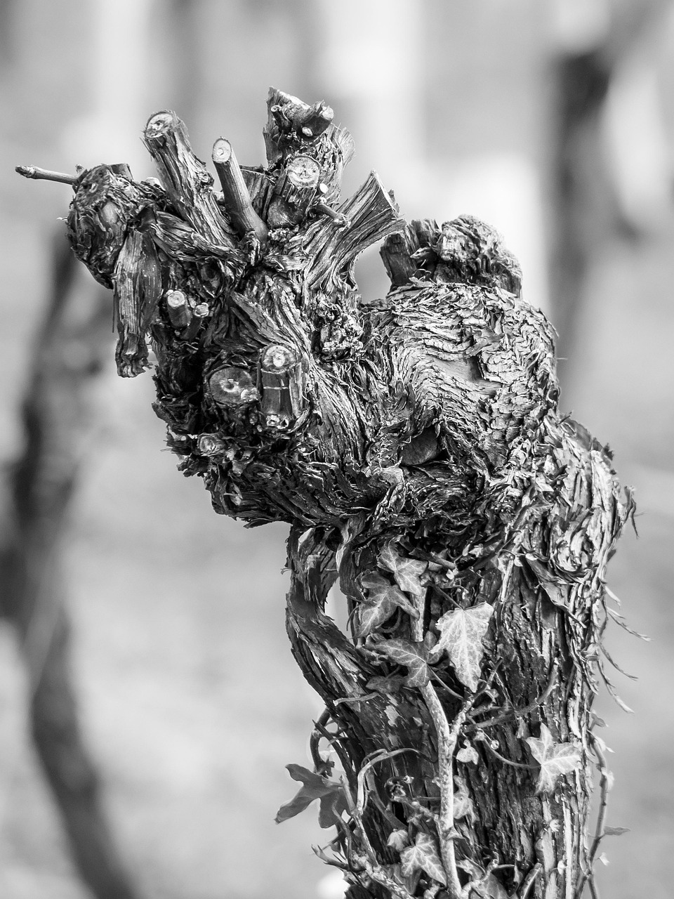 花卉种植,创意与艺术的命名艺术 花卉种植,创意与艺术的命名艺术