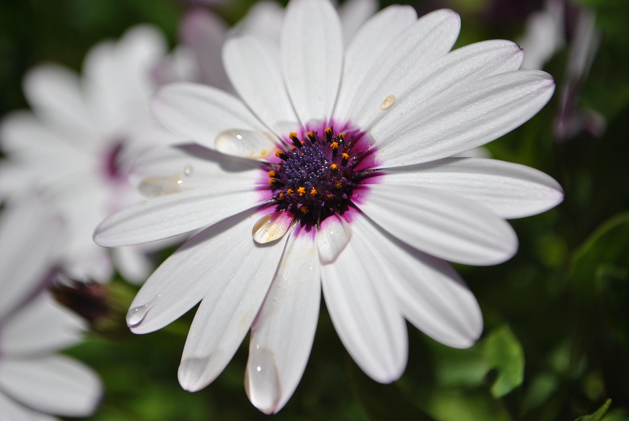 花卉高级头像!花卉高级头像女 花卉高级头像!花卉高级头像女