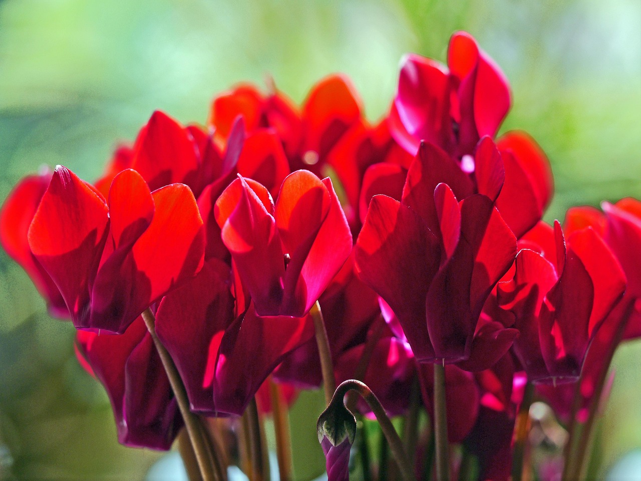 荣荐花卉?荣光花卉苗木基地 荣荐花卉?荣光花卉苗木基地