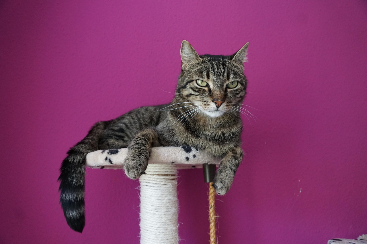 别让宠物救命血成流浪动物的索命符/流浪动物求助 别让宠物救命血成流浪动物的索命符/流浪动物求助