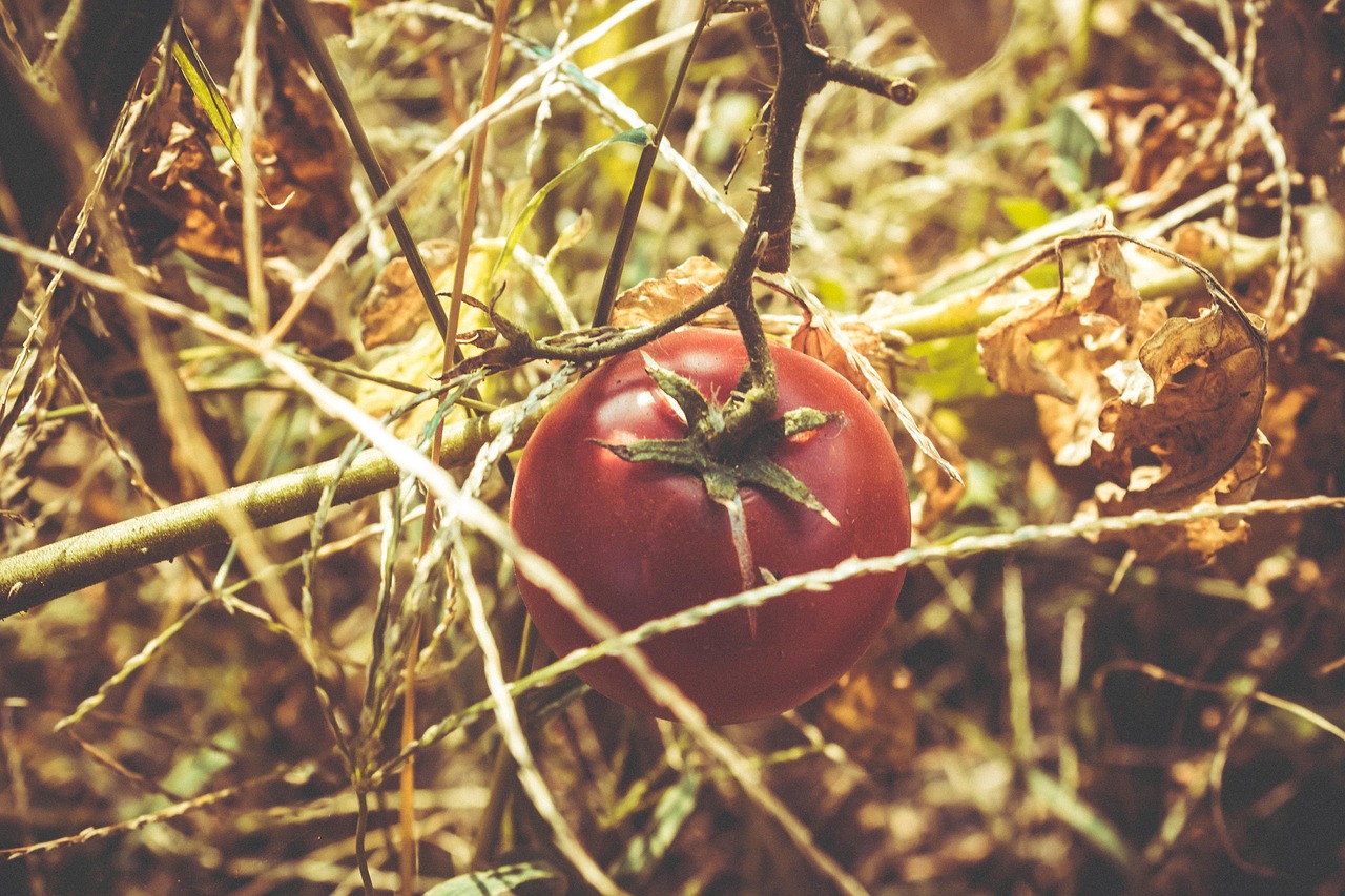 女子连吃好几个柿子致肠梗阻?吃柿子肠梗阻吃什么食物最好 女子连吃好几个柿子致肠梗阻?吃柿子肠梗阻吃什么食物最好
