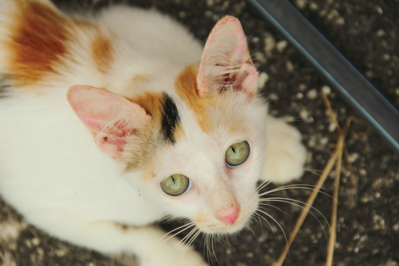 中国兽协回应动物血库抽取猫血?动物血液检测机构 中国兽协回应动物血库抽取猫血?动物血液检测机构