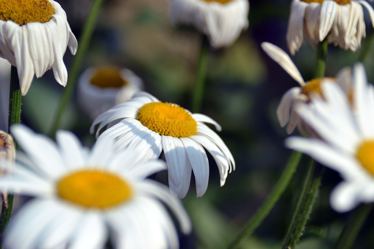 卖花卉心得,卖花的体会作文