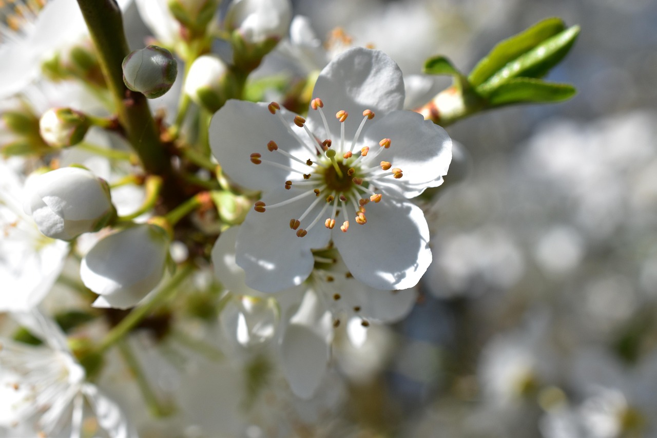 卖花卉心得,卖花的体会作文