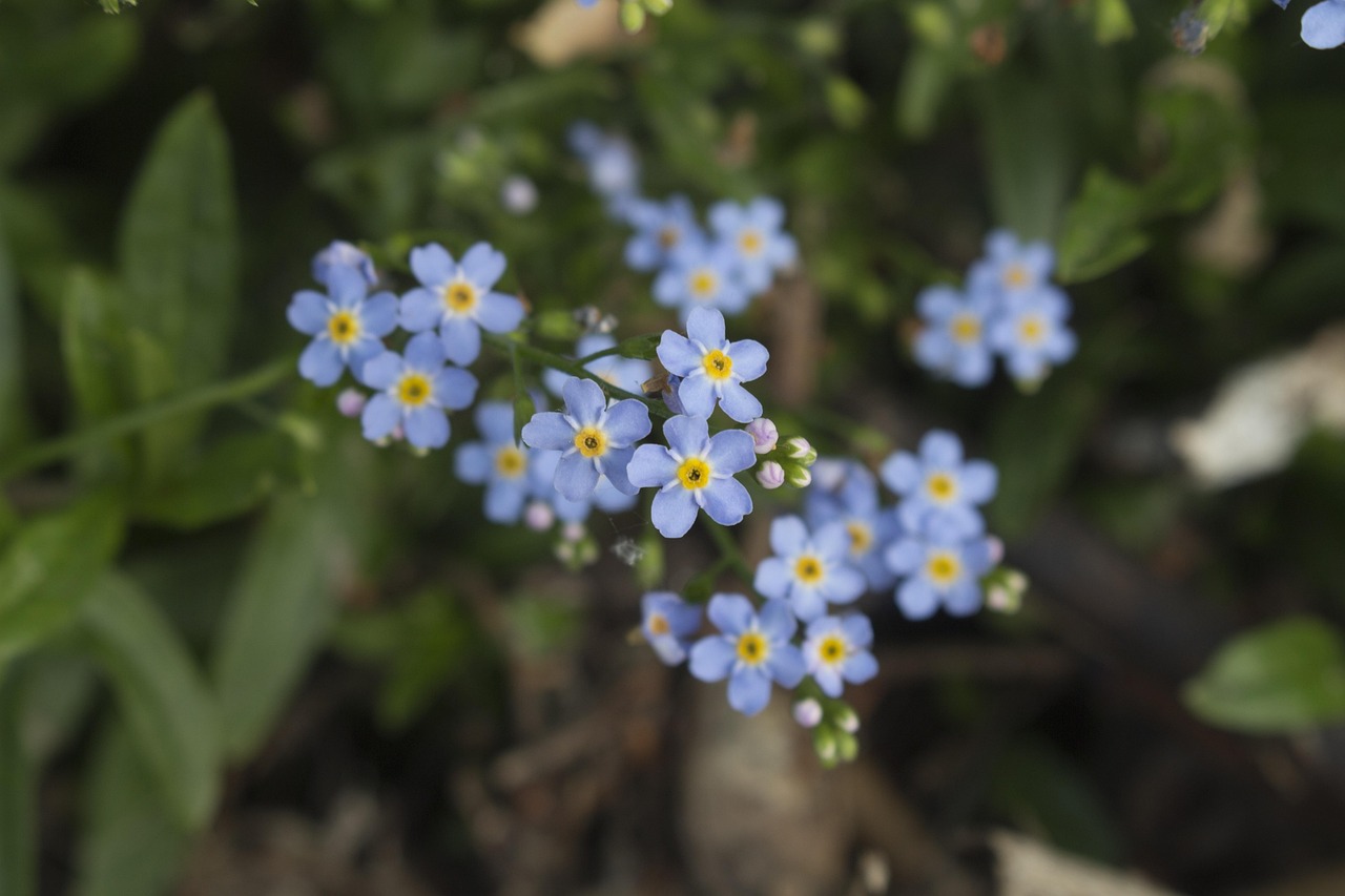 花卉彩绘介绍/花卉彩绘介绍怎么写