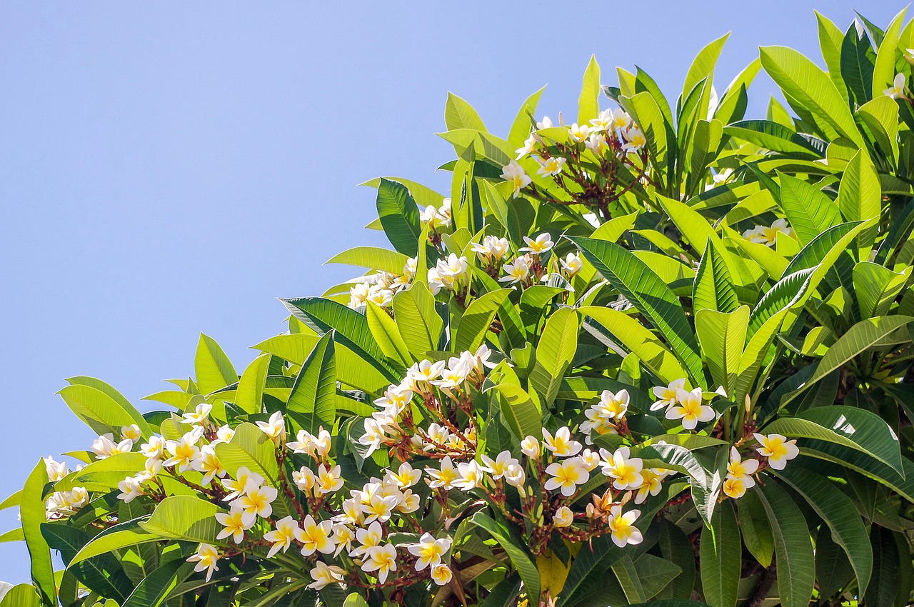 黄山植物花卉/黄山植物花卉图片 黄山植物花卉/黄山植物花卉图片