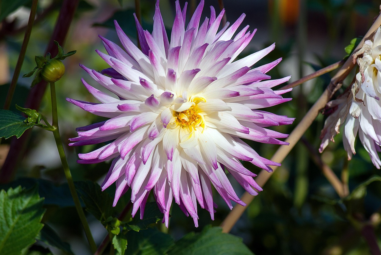 黄山植物花卉/黄山植物花卉图片 黄山植物花卉/黄山植物花卉图片