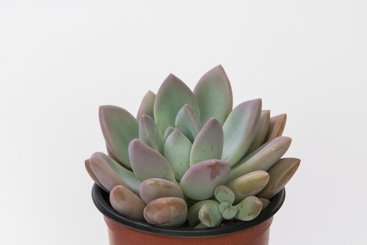 花卉盆栽鱼缸/花卉盆栽鱼缸怎么养 花卉盆栽鱼缸/花卉盆栽鱼缸怎么养