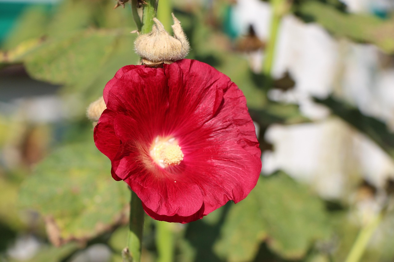 阳光玫瑰贴上这个标签后涨价数倍,阳光玫瑰增亮 阳光玫瑰贴上这个标签后涨价数倍,阳光玫瑰增亮