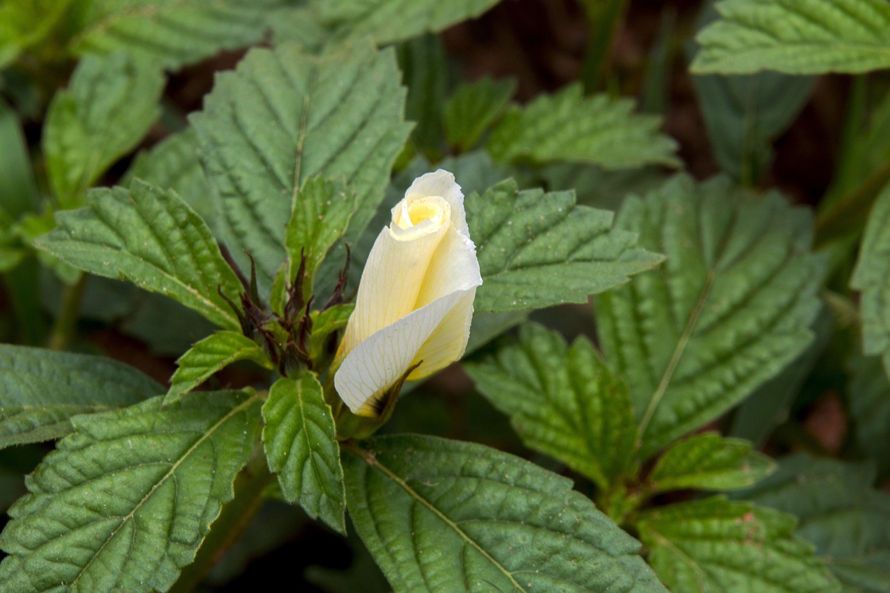 红薯叶颜色花卉/红薯叶颜色花卉有哪些 红薯叶颜色花卉/红薯叶颜色花卉有哪些