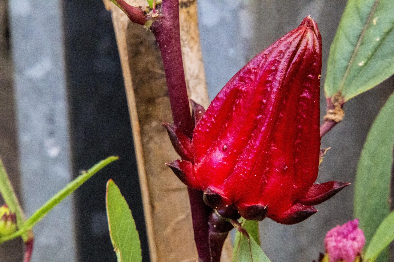 红薯叶颜色花卉/红薯叶颜色花卉有哪些 红薯叶颜色花卉/红薯叶颜色花卉有哪些