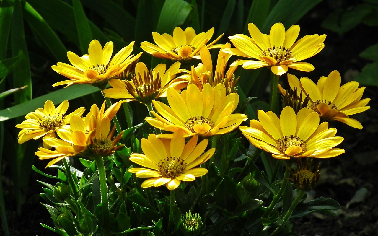 大冶网红菊菊三宝?湖北大冶菊美人