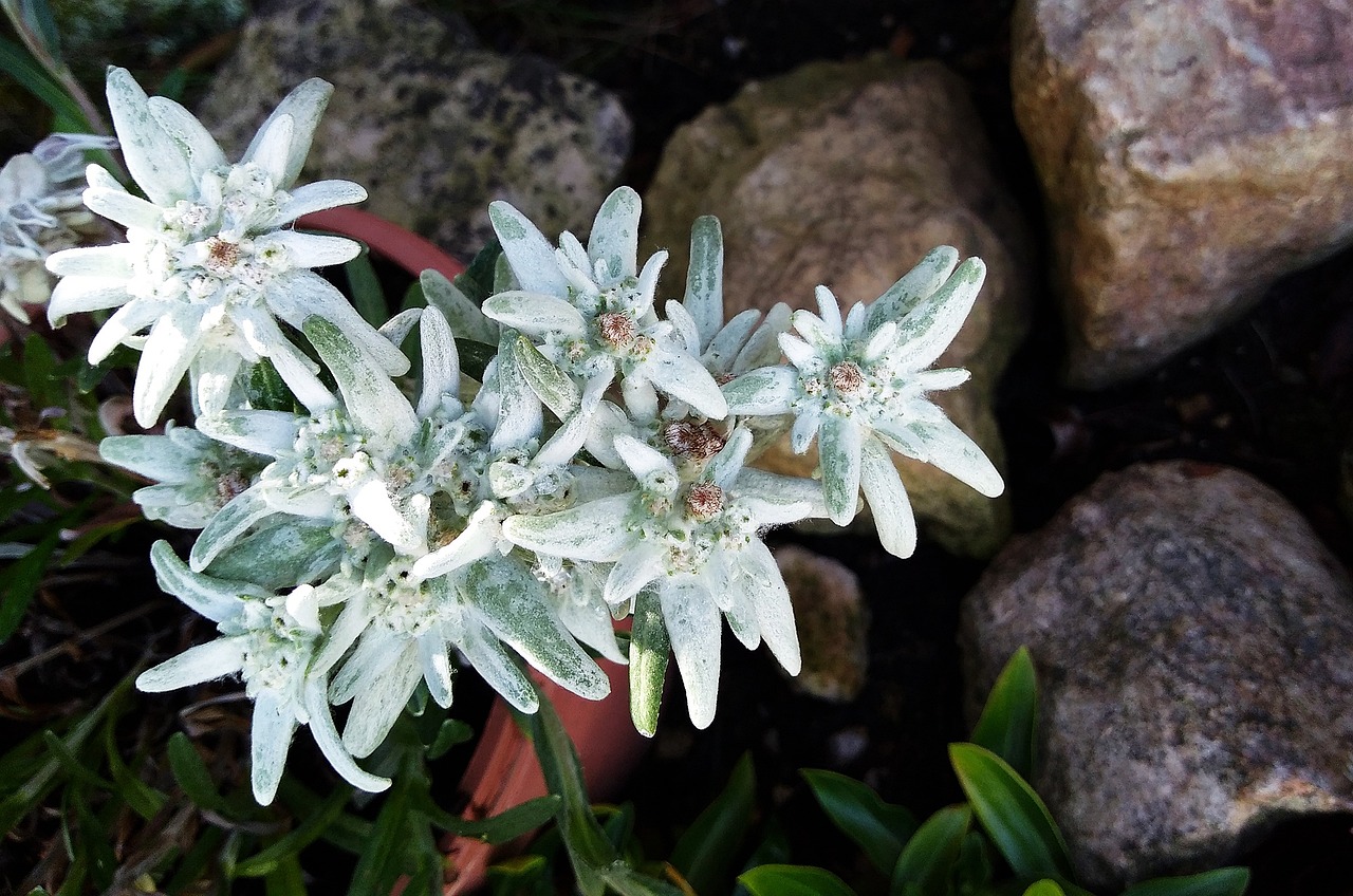 花卉岩石 [岩石园常用花卉]