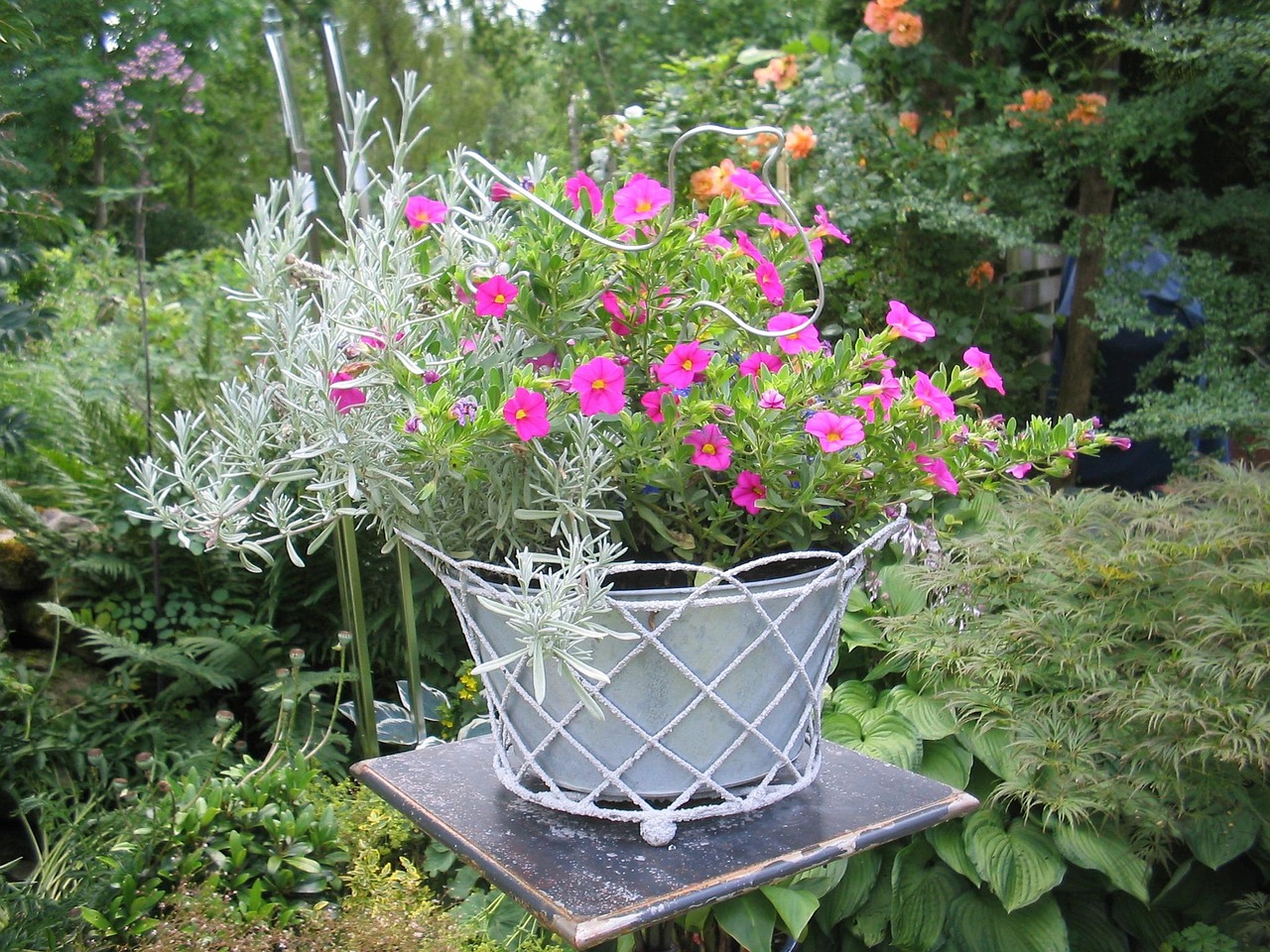 花卉岩石 [岩石园常用花卉]