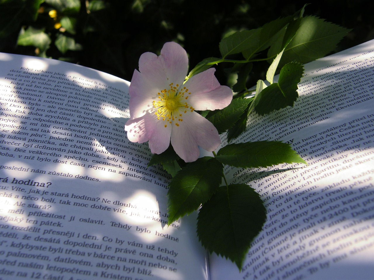 文荣奖年度荣耀剧集花落《沉默的荣耀》?沉默的荣耀 电影