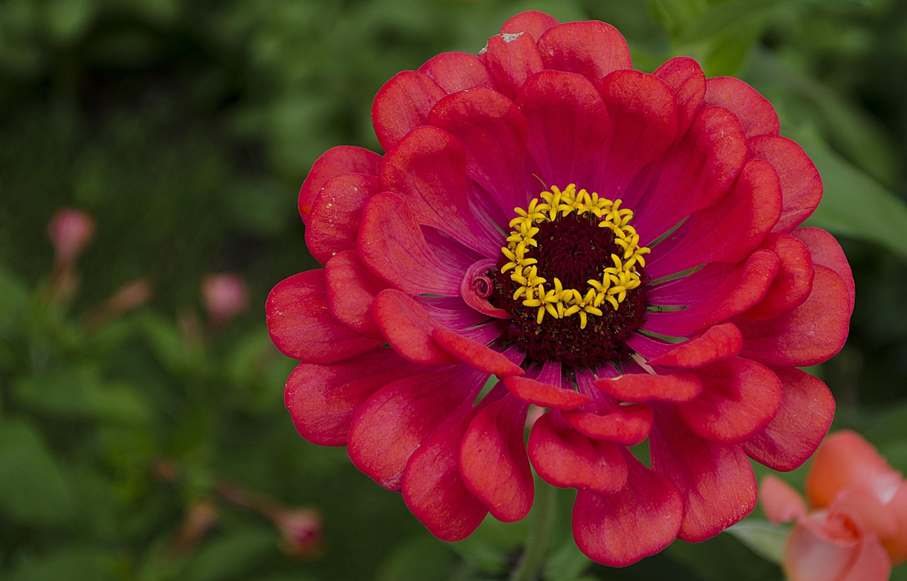 合肥雪峰花卉，绽放城市绿意的生态花园