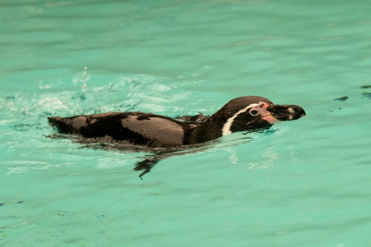 全运会首个跳水0分!全运会跳水0分是谁