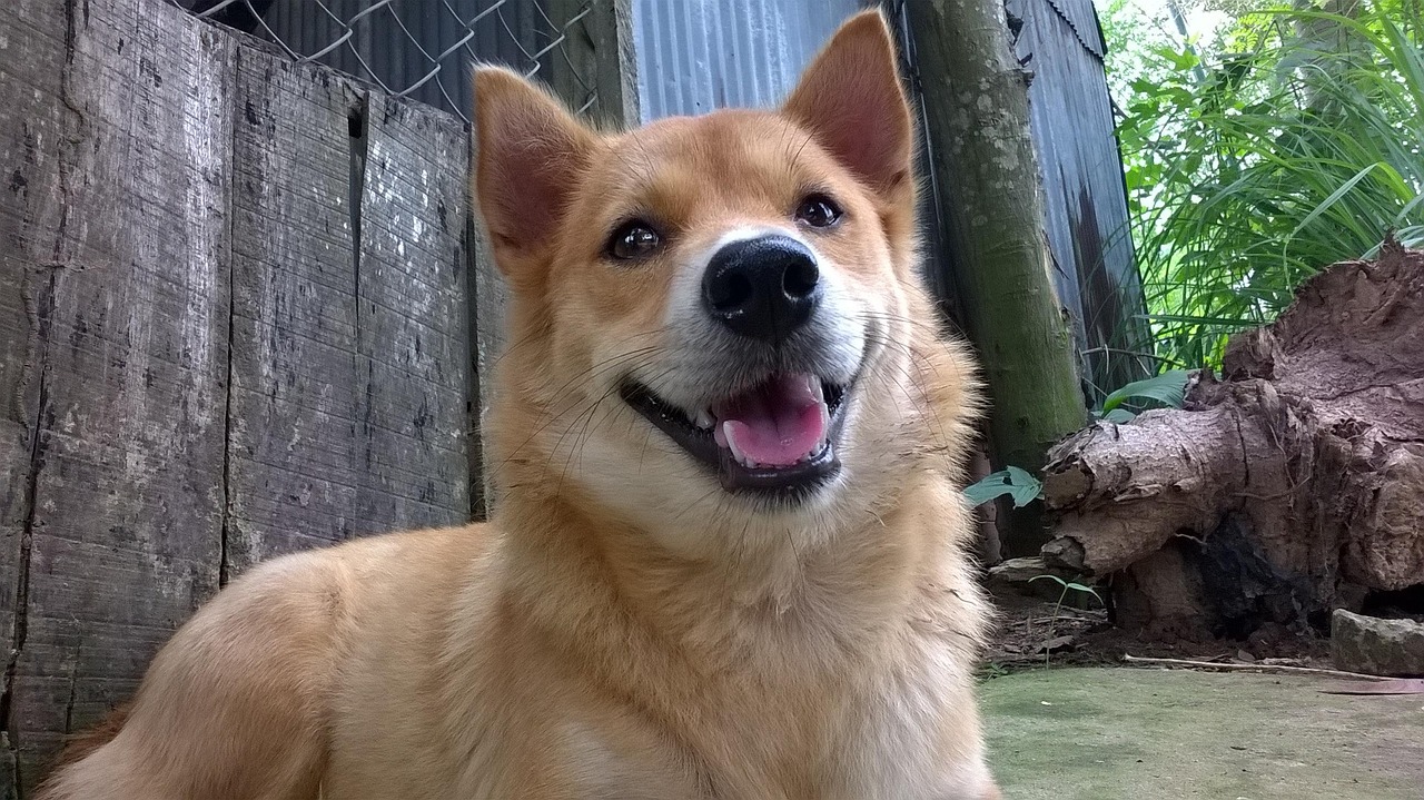 小狗吃什么最健康?小狗吃什么好