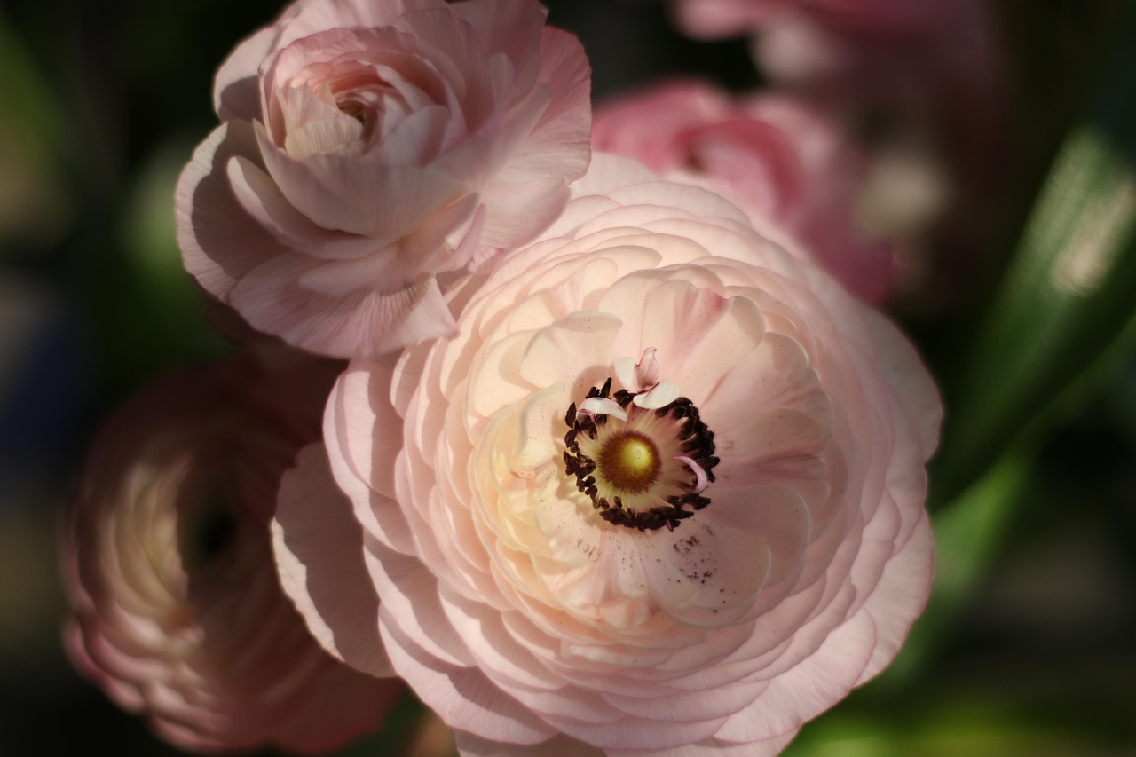 花卉绘梦,解锁莫奈式浪漫——花卉绘画教程 花卉绘梦,解锁莫奈式浪漫——花卉绘画教程