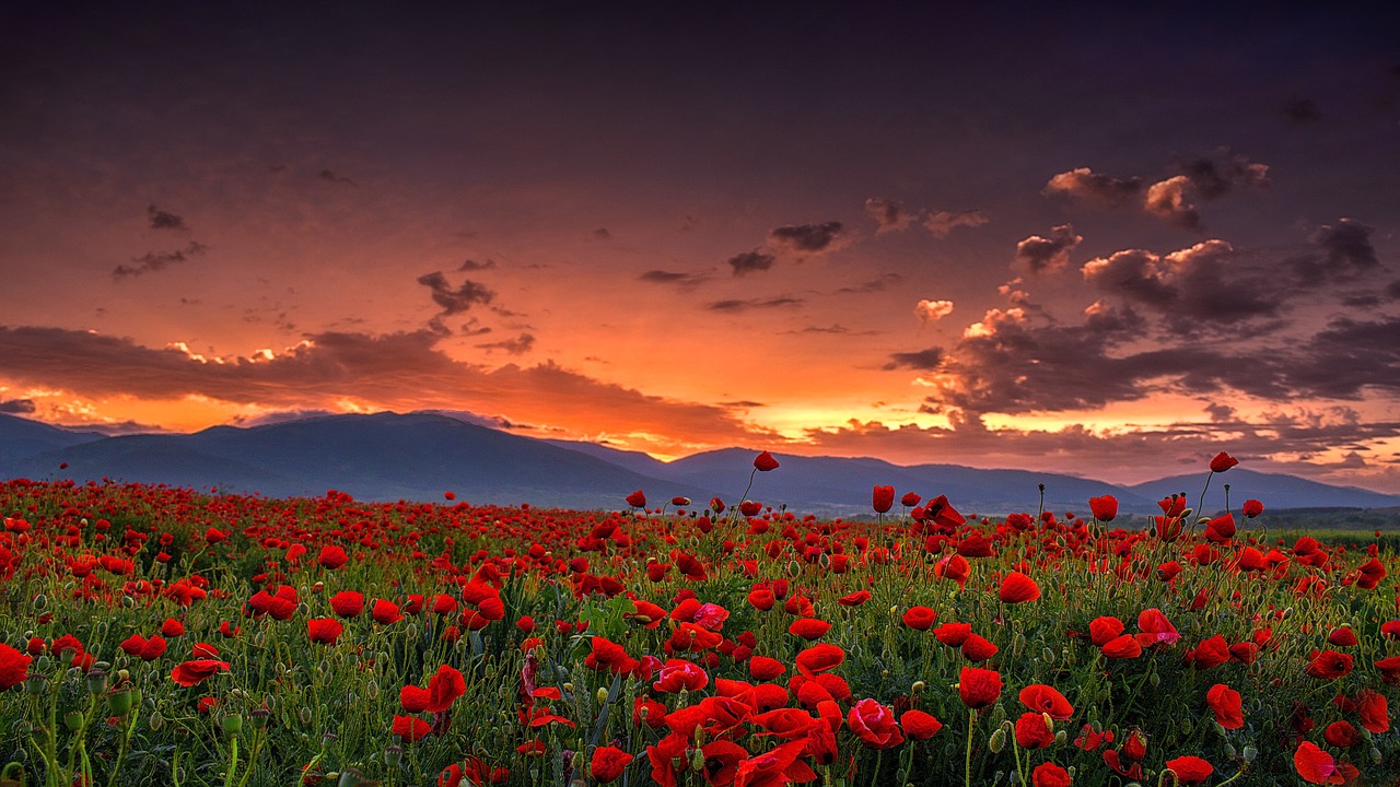 龙里花海在什么地方 [龙里朵花花海]